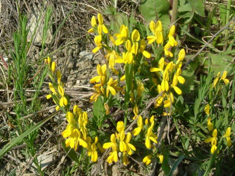 Genista tinctoria e Genista pilosa